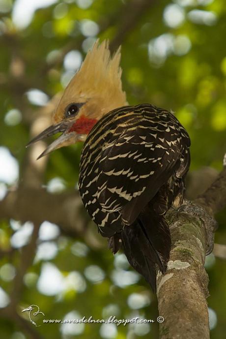 Carpintero copete amarillo (Blond-crested woodpecker) Celeus flavescens