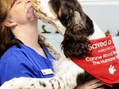 Mascota puede donar sangre?