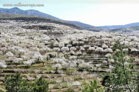 Cerezos en flor en el Valle del Jerte