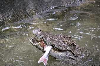 Yacaré comiendo pescado