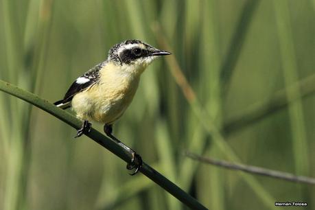 Curiosos juveniles de sietecolores