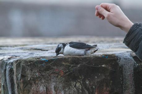 ALLE ALLE MERGULO EN HONDARRIBIA