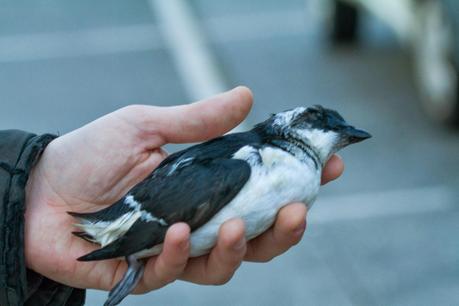 ALLE ALLE MERGULO EN HONDARRIBIA