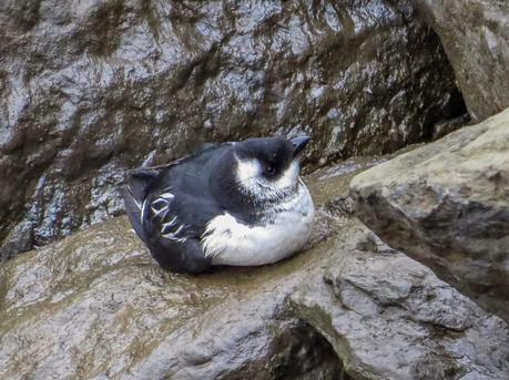 ALLE ALLE MERGULO EN HONDARRIBIA