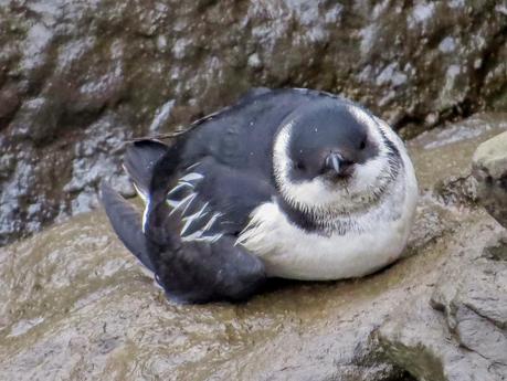 ALLE ALLE MERGULO EN HONDARRIBIA