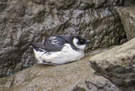ALLE ALLE MERGULO EN HONDARRIBIA