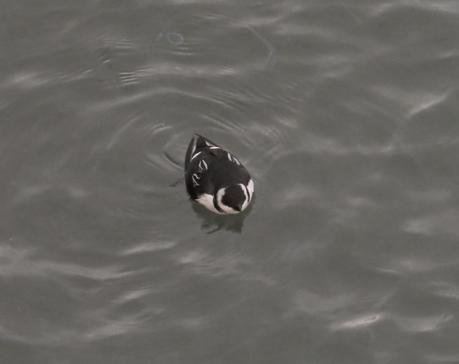 ALLE ALLE MERGULO EN HONDARRIBIA