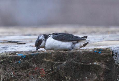 ALLE ALLE MERGULO EN HONDARRIBIA