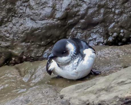 ALLE ALLE MERGULO EN HONDARRIBIA