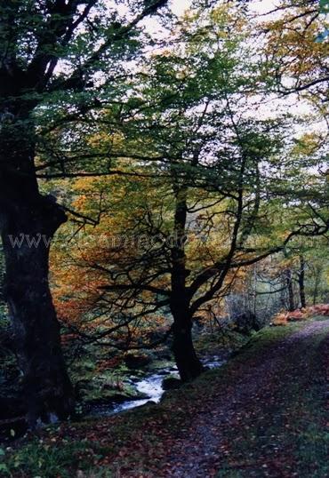 Las xanas, las hadas de la mitología asturiana y leonesa