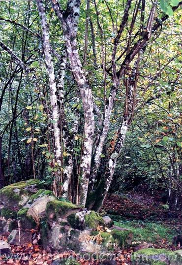 Las xanas, las hadas de la mitología asturiana y leonesa