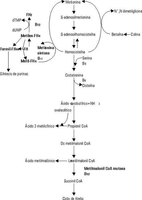 B12: COMO DETERMINAR UN DÉFICIT EN VEGETARIANOS (2ª parte)