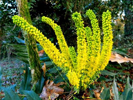 El jardín de La Saleta en Invierno, del 5 de enero de 2015 al 19 de enero. Saleta's Garden in Winter, January 5, 2015 - January 19.