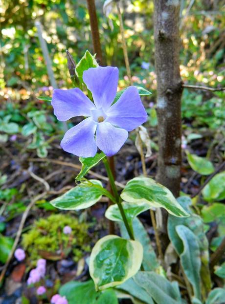 El jardín de La Saleta en Invierno, del 5 de enero de 2015 al 19 de enero. Saleta's Garden in Winter, January 5, 2015 - January 19.