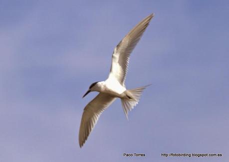 Mar de Sant Adrià: Sterna sandvicensis