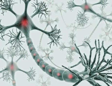 Convierten células cutáneas en neuronas