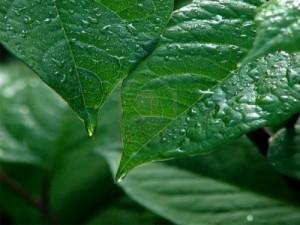 Humedad (Mariana Kruk)