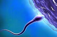 Sexo diario mejora calidad del esperma