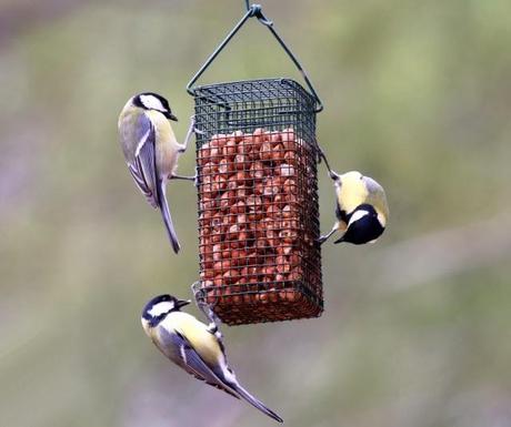 Claves para la alimentación invernal de aves