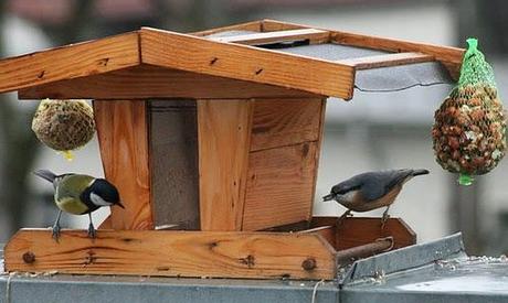 Claves para la alimentación invernal de aves