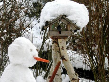 Claves para la alimentación invernal de aves