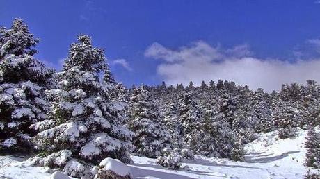 SOPA DE CASTAÑAS Y CHAMPIÑONES