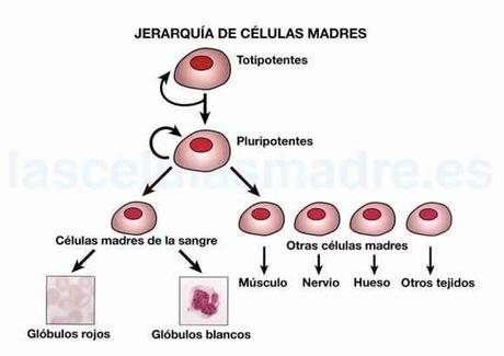 Generan células madre cerebrales a partir de ADN de personas fallecidas