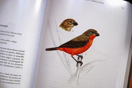 Aves de la Universidad Nacional de Colombia Sede Medellín. Guía de campo.