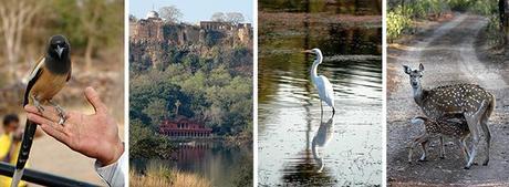 Parque Nacional de Ranthambhore