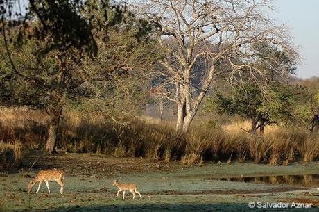 Parque Nacional de Ranthambhore