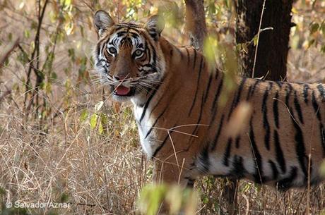 http://www.diariosdeunfotografodeviajes.com/2009/07/la-caza-del-tigre.html