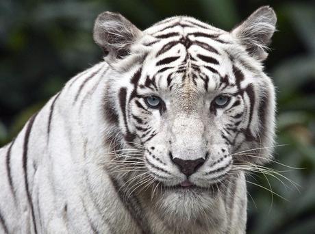 El Albinismo y el Leucismo