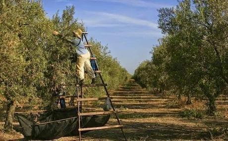 La PAC 2014-2020: Jóvenes Agricultores