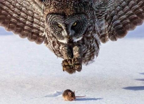 Egagrópilas: ¿Qué comen las rapaces nocturnas?