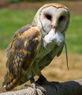 Egagrópilas: ¿Qué comen las rapaces nocturnas?