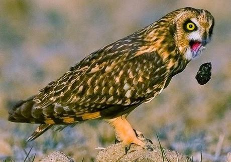 Egagrópilas: ¿Qué comen las rapaces nocturnas?