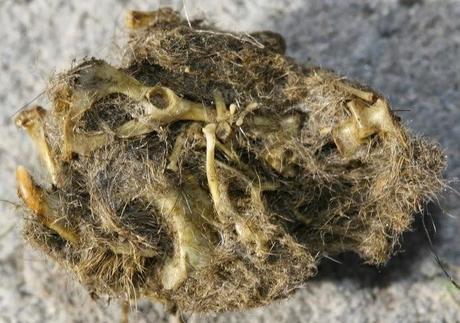 Egagrópilas: ¿Qué comen las rapaces nocturnas?