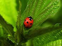 sueño con mariquitas