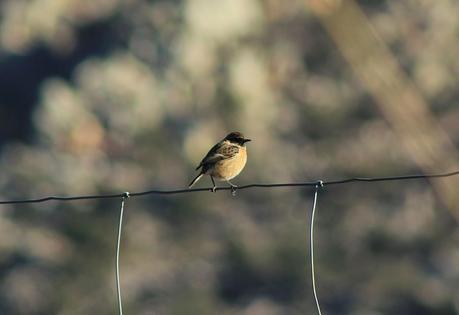 Ciervos, buitres y águilas | Por la Sierra del Relumbrar Ciervos, buitres y águilas | Por la Sierra del Relumbrar