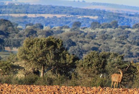 Ciervos, buitres y águilas | Por la Sierra del Relumbrar