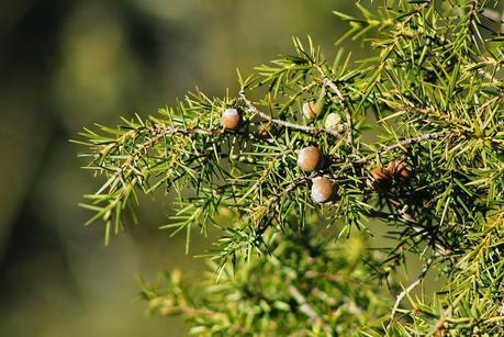 Ciervos, buitres y águilas | Por la Sierra del Relumbrar