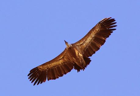Ciervos, buitres y águilas | Por la Sierra del Relumbrar Ciervos, buitres y águilas | Por la Sierra del Relumbrar