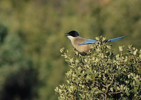 Ciervos, buitres y águilas | Por la Sierra del Relumbrar Ciervos, buitres y águilas | Por la Sierra del Relumbrar