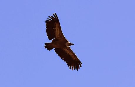 Ciervos, buitres y águilas | Por la Sierra del Relumbrar