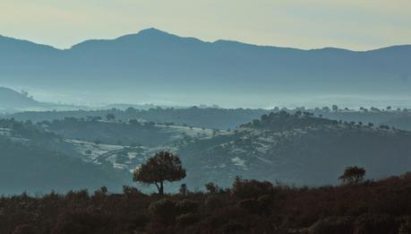 Ciervos, buitres y águilas | Por la Sierra del Relumbrar