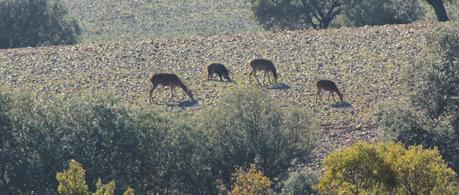 Ciervos, buitres y águilas | Por la Sierra del Relumbrar