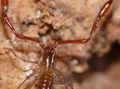 Invertebrado cavernícola jiennese 2015