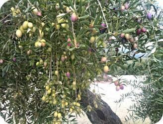 El Aceite Desmaquillante Natural de ALOVE COSMETICS