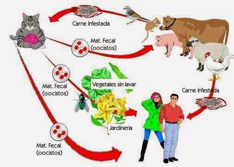 Elige bien a tu comensal... hoy con toxoplasma gondii