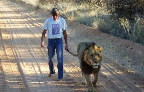 amistad entre un león y la persona que lo salvó. 